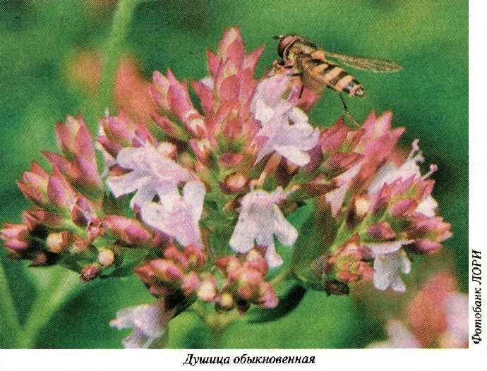 Фото душицы увеличенное