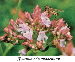 Фото душицы