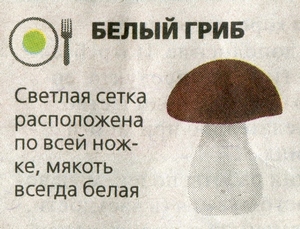 съедобный гриб белый
