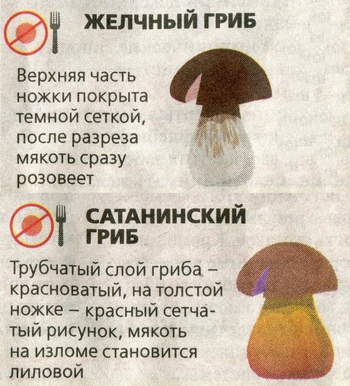 ложные грибы желчный и сатанинский