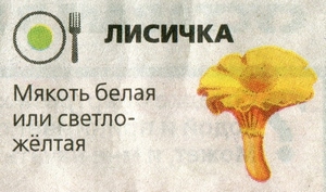 съедобный гриб лисичка