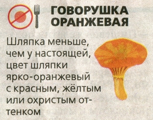 ложный гриб говорушка оранжевая