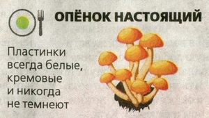 съедобный гриб опёнок настоящий