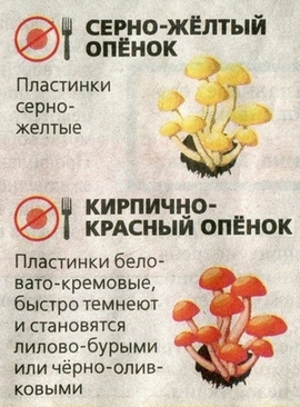 ложные грибы опёнок серно-желтый и опёнок кирпично-красный