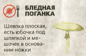 ложный гриб бледная поганка