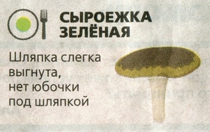 съедобный гриб сыроежка зелёная