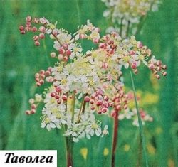 Фото таволги
