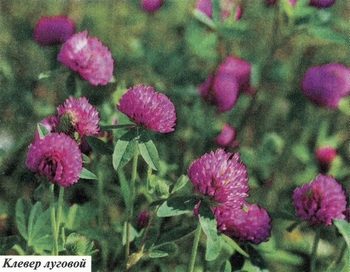 Фото клевера лугового