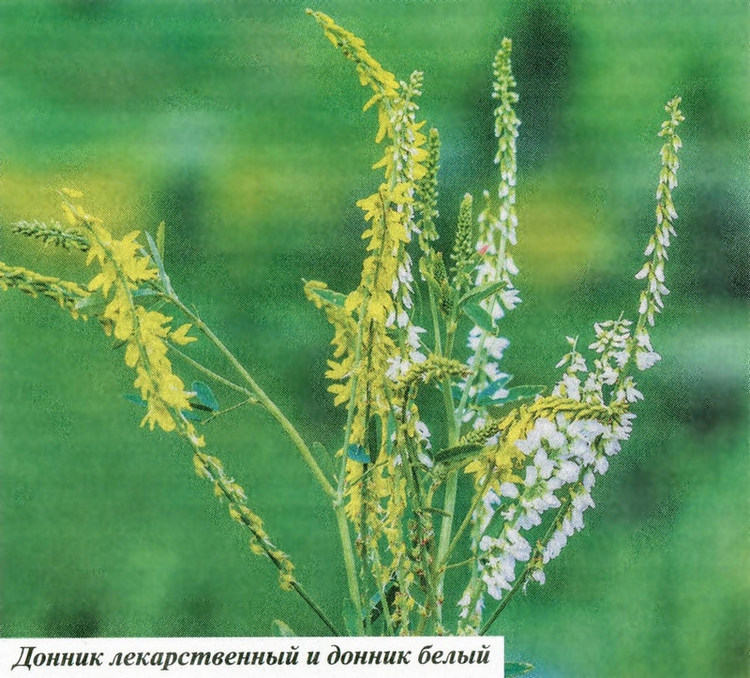 Фото шалфея