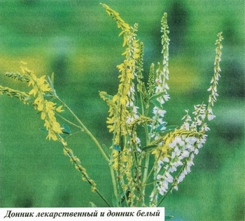 Фото шалфея