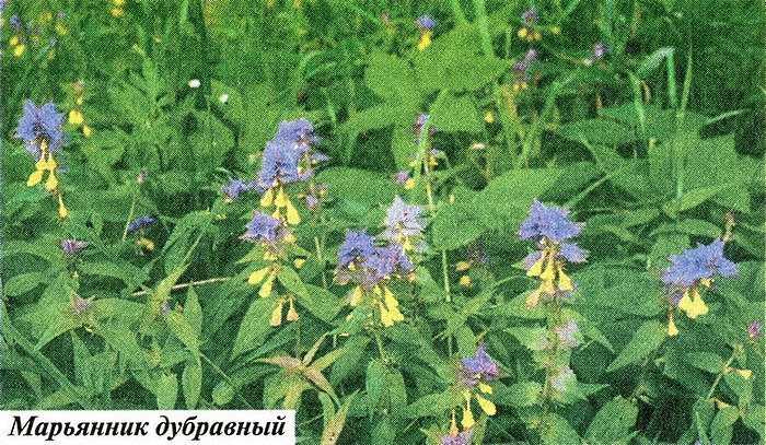 Фото марьянника дубравного увеличенное