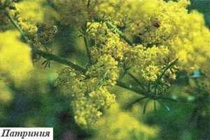 Фото Патринии