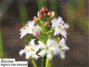 Фото Вахты трехлистной