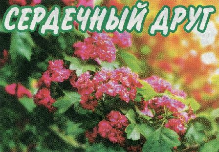 Заголовок 'Сердечный друг'