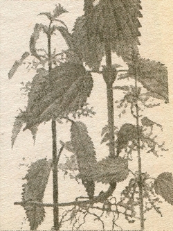 Крапива