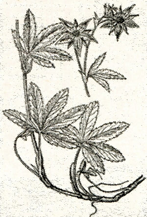 Сабельник