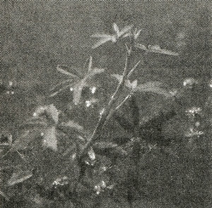 Сабельник