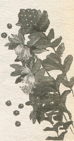 Клюква