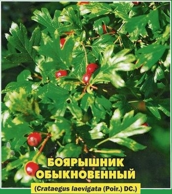 Кофейные зерна